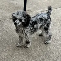 Akc merle “Aliza”, a female Poodle - Miniature  for sale in Flint, MI – Photo 1 of 3