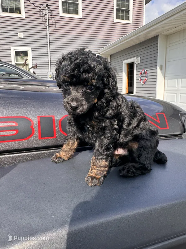Black phantom – Poodle - Toy  puppy for sale in Flint, MI