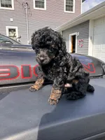 Black phantom, a male Poodle - Toy  for sale in Flint, MI – 1 of 5