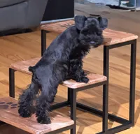 Toy male (under 10), a male Miniature Schnauzer for sale in Flint, MI – 4 of 4