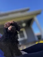 Chocolate boy, a male Poodle - Toy  for sale in Flint, MI – 2 of 7