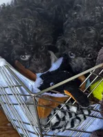 Chocolate boy, a male Poodle - Toy  for sale in Flint, MI – 7 of 7