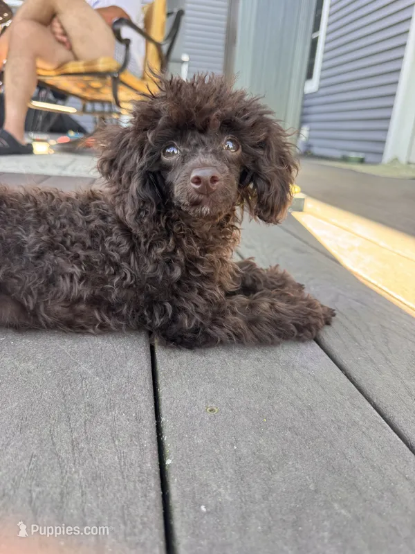 Chocolate boy – Poodle - Toy  puppy for sale in Flint, MI