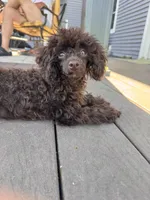 Chocolate boy, a male Poodle - Toy  for sale in Flint, MI – 1 of 10