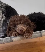Brown male, a male Poodle - Toy  for sale in Flint, MI – 3 of 9