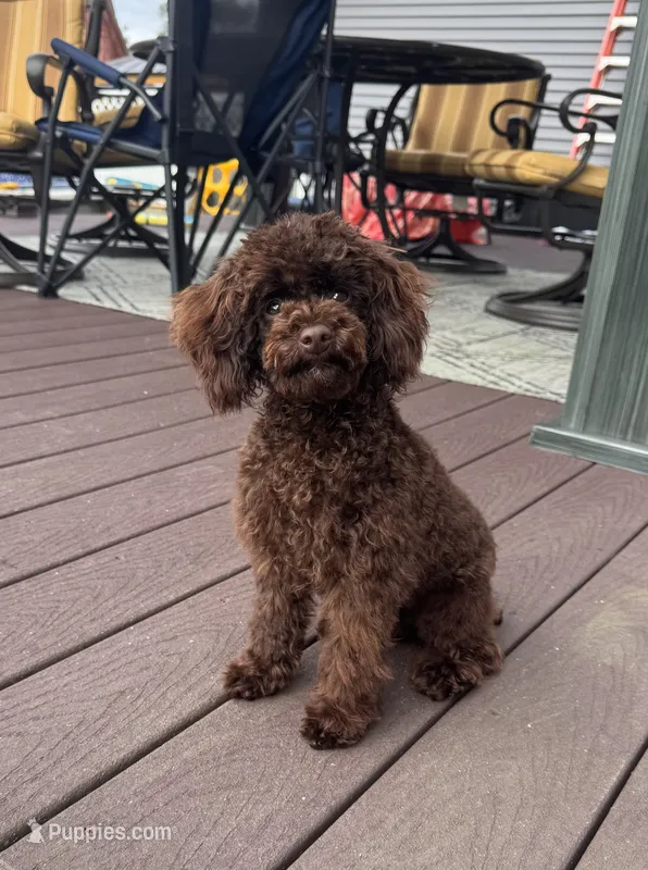 Chocolate boy – Poodle - Toy  puppy for sale in Flint, MI