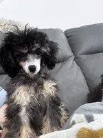 Toy Phantom boy, a male Poodle - Toy  for sale in Flint, MI – 2 of 9