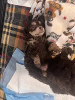 Bullseye, a male Poodle - Toy  for sale in Flint, MI – 3 of 5