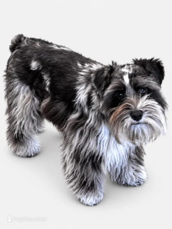 Rip – Miniature Schnauzer puppy for sale in Flint, MI