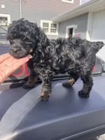 Black phantom, a male Poodle - Toy  for sale in Flint, MI – 5 of 5