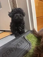 Jet, a male Schnoodle for sale in Flint, MI – 5 of 6