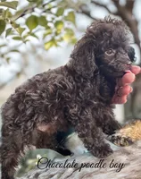 Chocolate boy, a male Poodle - Toy  for sale in Flint, MI – 5 of 7