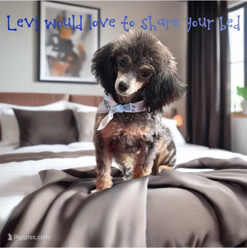 Toy Phantom boy – Poodle - Toy  puppy for sale in Flint, MI