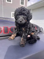 Black phantom, a male Poodle - Toy  for sale in Flint, MI – 4 of 5