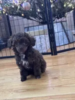 Teacup, a female Poodle - Toy  for sale in Flint, MI – Photo 10 of 10