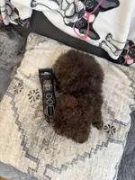 Teacup, a female Poodle - Toy  for sale in Flint, MI – Photo 3 of 10