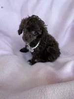 Teacup, a female Poodle - Toy  for sale in Flint, MI – Photo 7 of 10