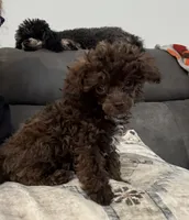 Teacup, a female Poodle - Toy  for sale in Flint, MI – Photo 5 of 10