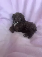 Teacup, a female Poodle - Toy  for sale in Flint, MI – Photo 6 of 10