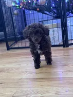 Teacup, a female Poodle - Toy  for sale in Flint, MI – Photo 8 of 10