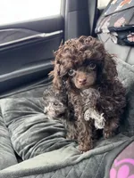 Teacup, a female Poodle - Toy  for sale in Flint, MI – Photo 2 of 10
