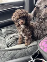 Teacup, a female Poodle - Toy  for sale in Flint, MI – Photo 1 of 10