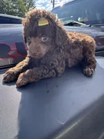 Brown male, a male Poodle - Toy  for sale in Flint, MI – 3 of 6