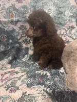 Brown male, a male Poodle - Toy  for sale in Flint, MI – 9 of 9