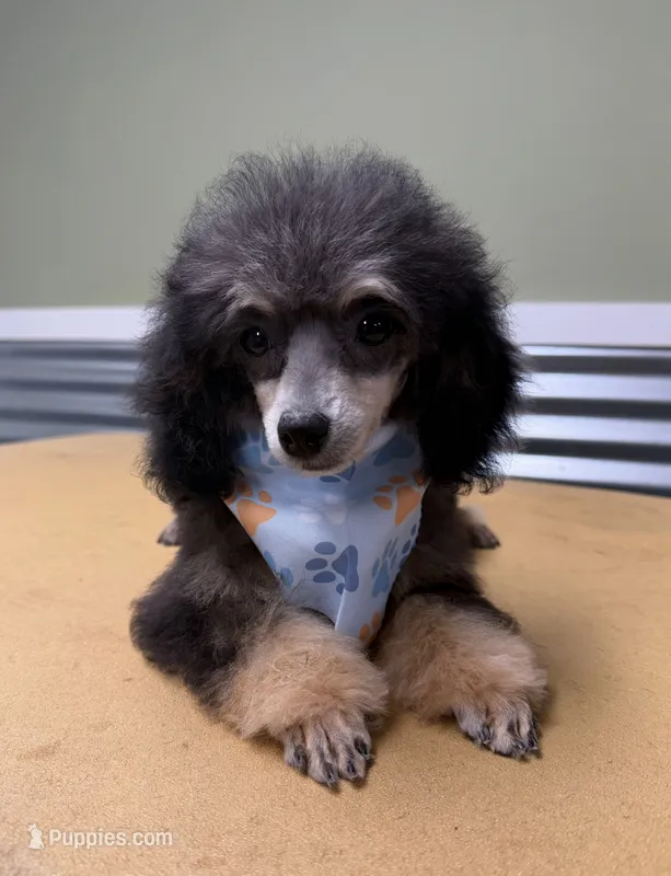 Toy Phantom boy – Poodle - Toy  puppy for sale in Flint, MI