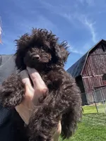 Chocolate boy, a male Poodle - Toy  for sale in Flint, MI – 6 of 7