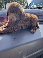 Brown male, a male Poodle - Toy  for sale in Flint, MI – 6 of 6