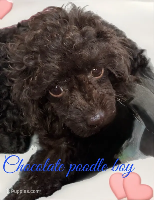 Chocolate boy, a male Poodle - Toy  for sale in Flint, MI – 1 of 7