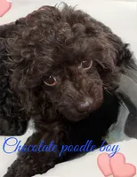 Chocolate boy, a male Poodle - Toy  for sale in Flint, MI – 1 of 7