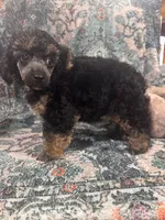 Arthur, a male Poodle - Toy  for sale in Flint, MI – 2 of 4
