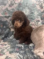 Brown male, a male Poodle - Toy  for sale in Flint, MI – 6 of 9