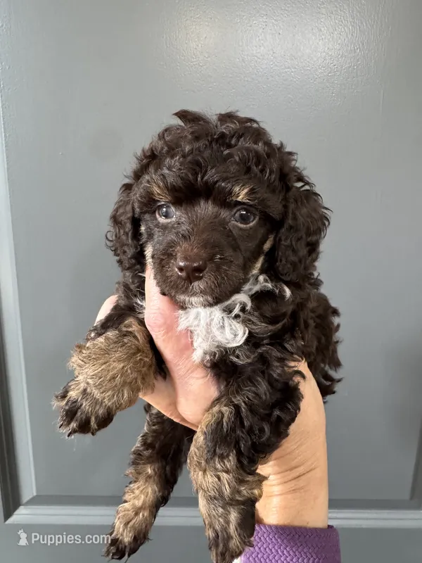 Atticus (brown phantom) – Poodle - Toy  puppy for sale in Flint, MI
