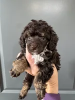 Atticus (brown phantom), a male Poodle - Toy  for sale in Flint, MI – 1 of 3