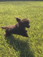 Chocolate boy, a male Poodle - Toy  for sale in Flint, MI – 3 of 10