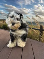 Merle, a male Miniature Schnauzer for sale in Flint, MI – 2 of 6