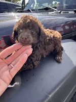 Brown male, a male Poodle - Toy  for sale in Flint, MI – 2 of 6
