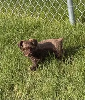 Toy Girl , a female Miniature Schnauzer for sale in Flint, MI – 3 of 5