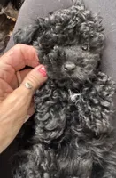 Jet, a male Schnoodle for sale in Flint, MI – 2 of 6