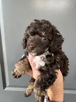 Atticus (brown phantom), a male Poodle - Toy  for sale in Flint, MI – 3 of 3