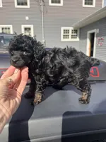 Black phantom, a male Poodle - Toy  for sale in Flint, MI – 3 of 5