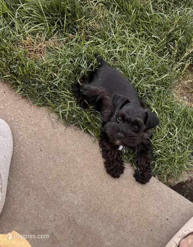Toy male (under 10) – Miniature Schnauzer puppy for sale in Flint, MI