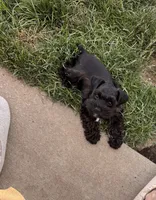 Toy male (under 10), a male Miniature Schnauzer for sale in Flint, MI – 1 of 4