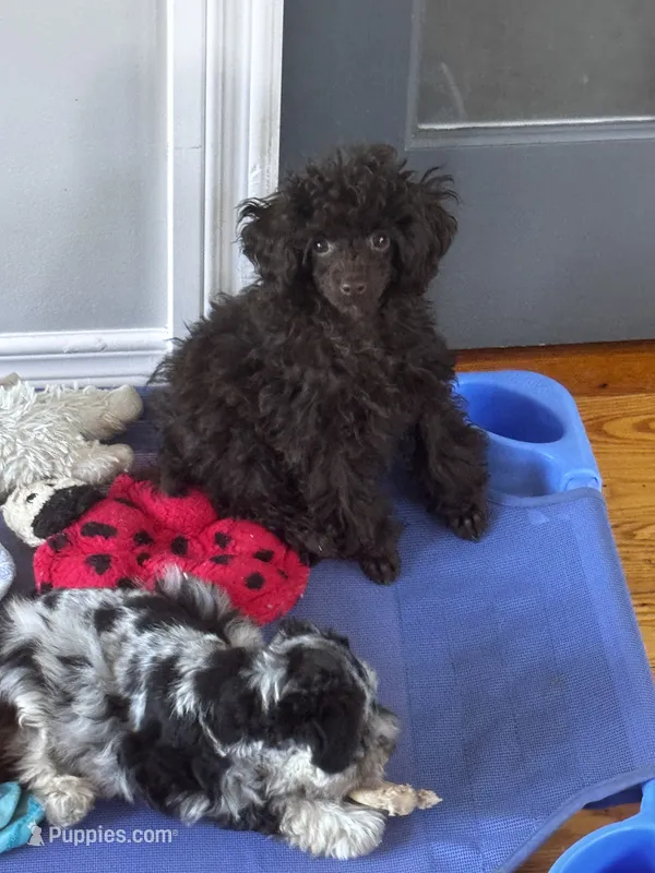 Chocolate boy – Poodle - Toy  puppy for sale in Flint, MI
