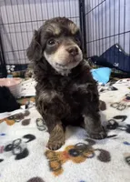 Bullseye, a male Poodle - Toy  for sale in Flint, MI – 4 of 5