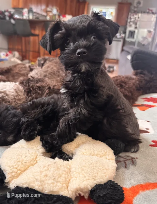 Toy Girl  – Miniature Schnauzer puppy for sale in Flint, MI