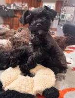 Toy Girl , a female Miniature Schnauzer for sale in Flint, MI – 1 of 5